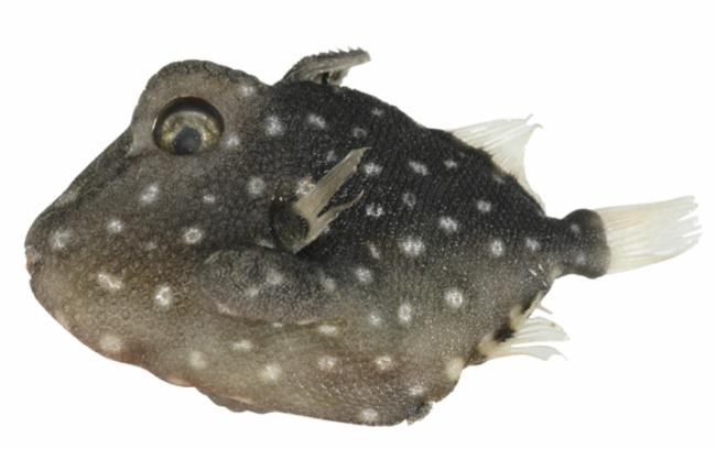ภาพ ปลาวัว tumidipectoris (Xenobalistes tumidipectoris)