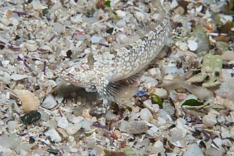 ภาพ ปลา kochi (Xenopoclinus kochi)