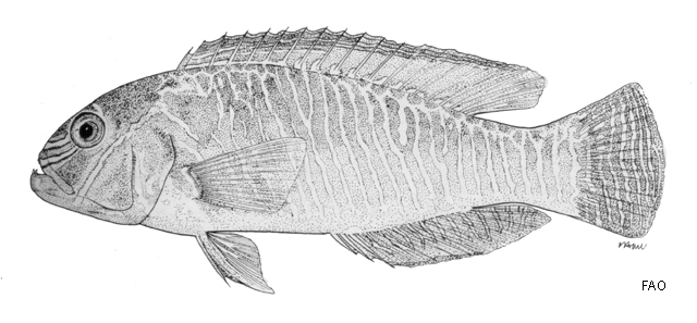 ภาพ ปลานกขุนทองน้ำเงินลายบั้ง (Xiphocheilus typus)