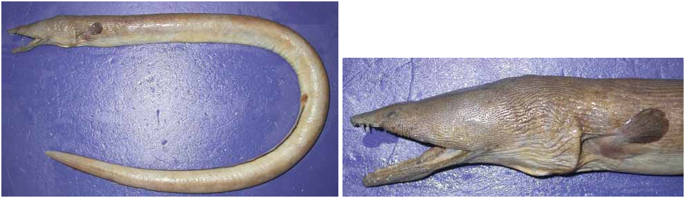 ภาพ ปลา chioui (Xyrias chioui)