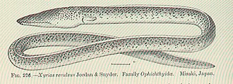 ภาพ ปลา revulsus (Xyrias revulsus)