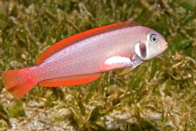 ภาพ ปลานกขุนทอง martinicensis (Xyrichtys martinicensis)