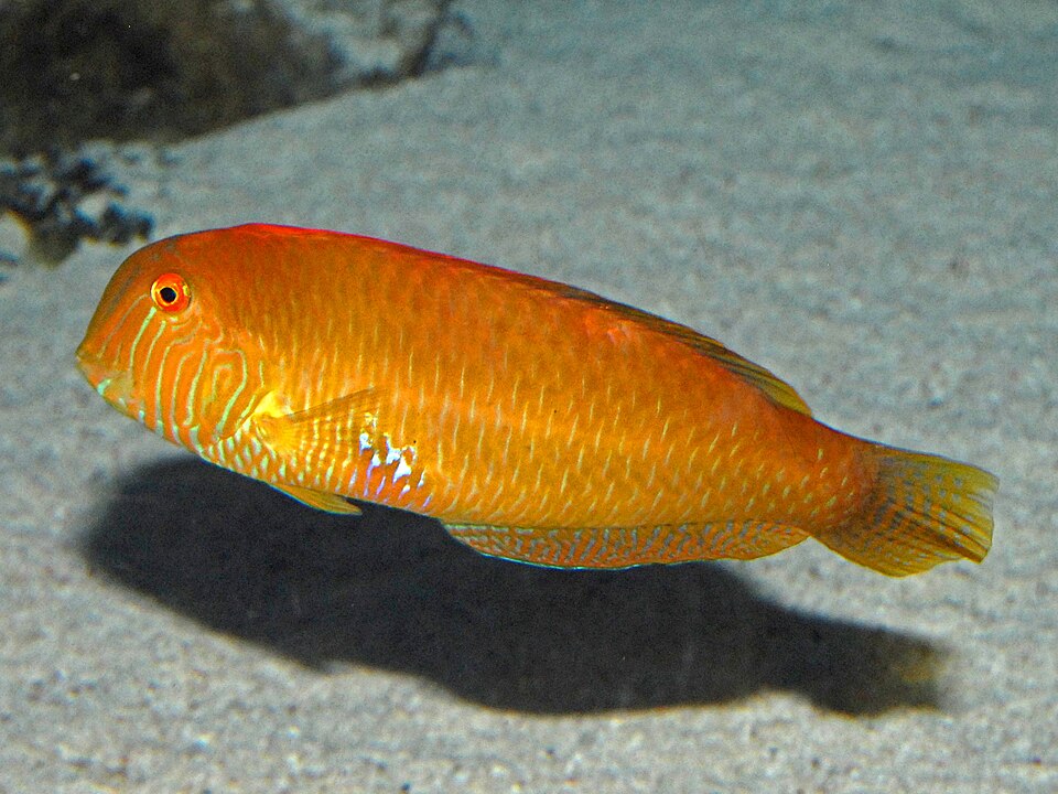 ภาพ ปลานกขุนทอง novacula (Xyrichtys novacula)