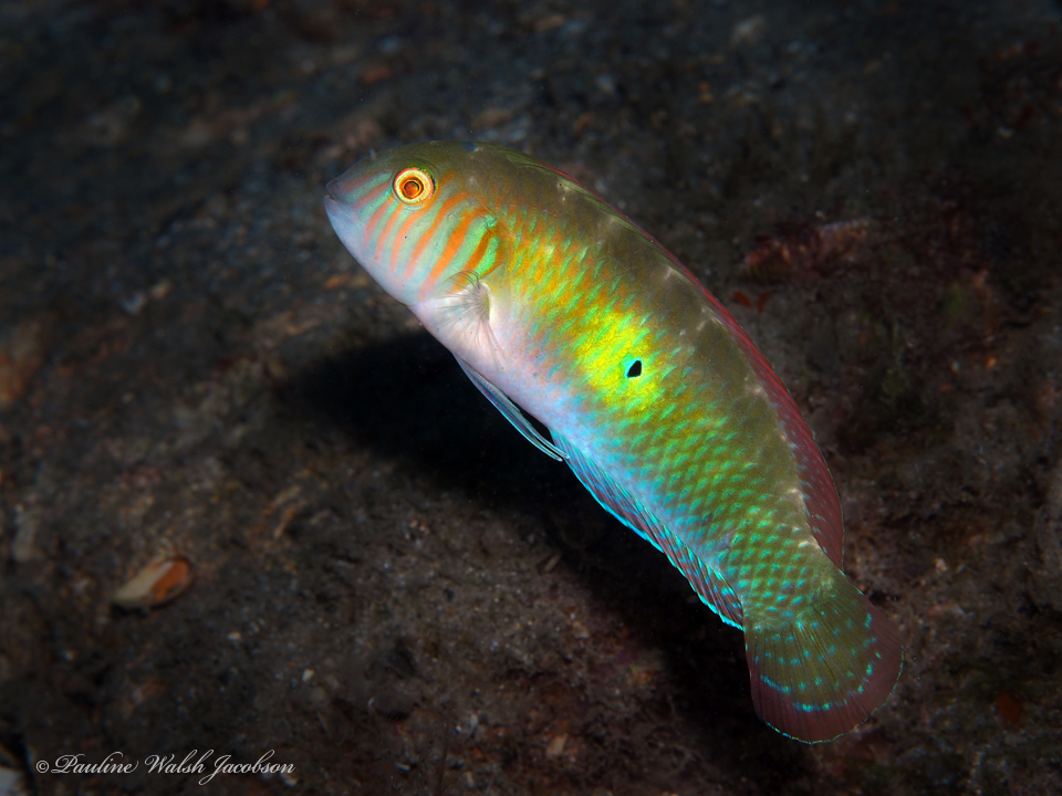 ภาพ ปลานกขุนทองเขียว (Xyrichtys splendens)