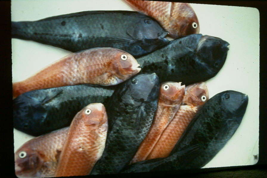 ภาพ ปลานกขุนทอง victori (Xyrichtys victori)