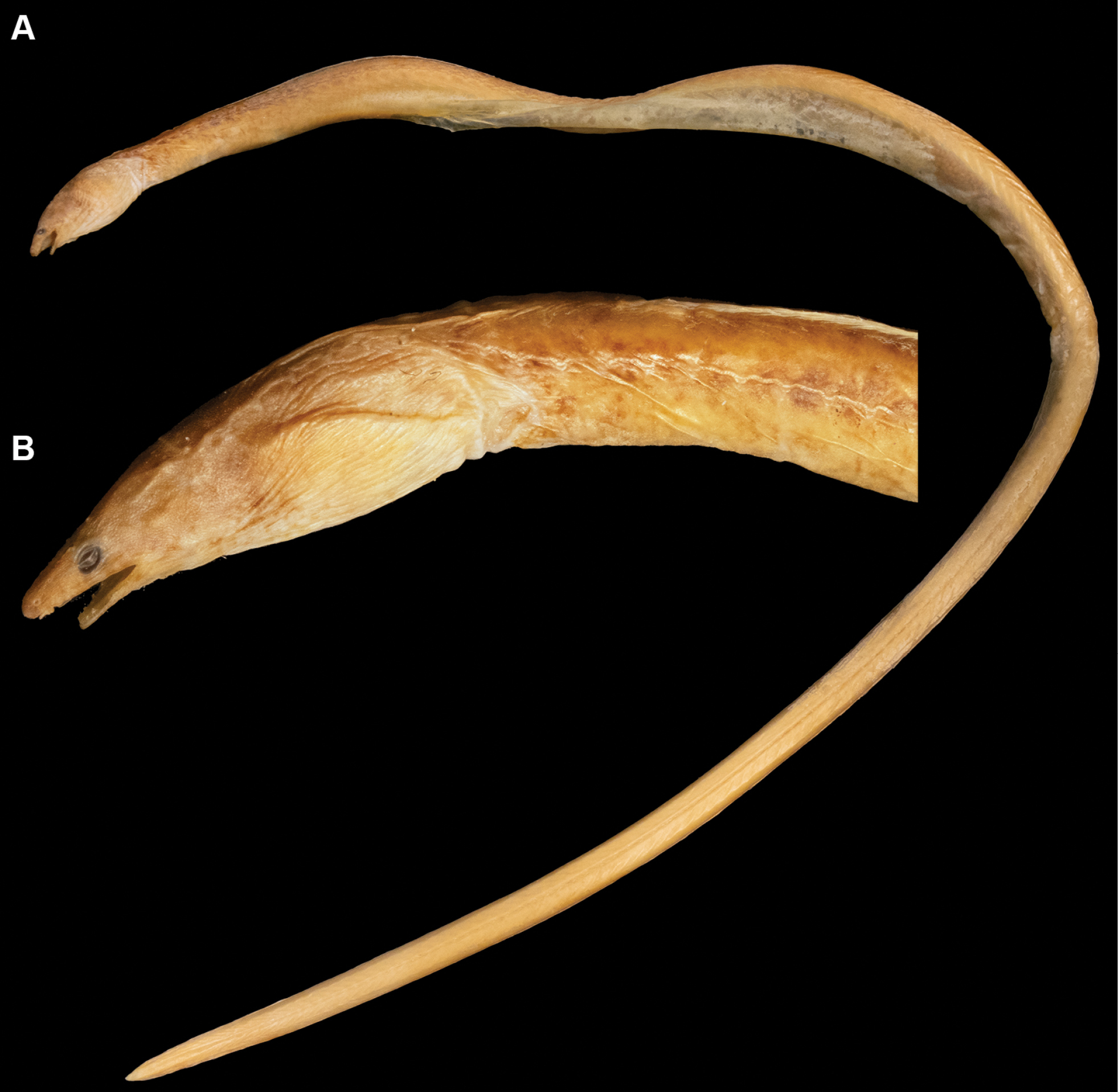 ภาพ ปลา misolensis (Yirrkala misolensis)