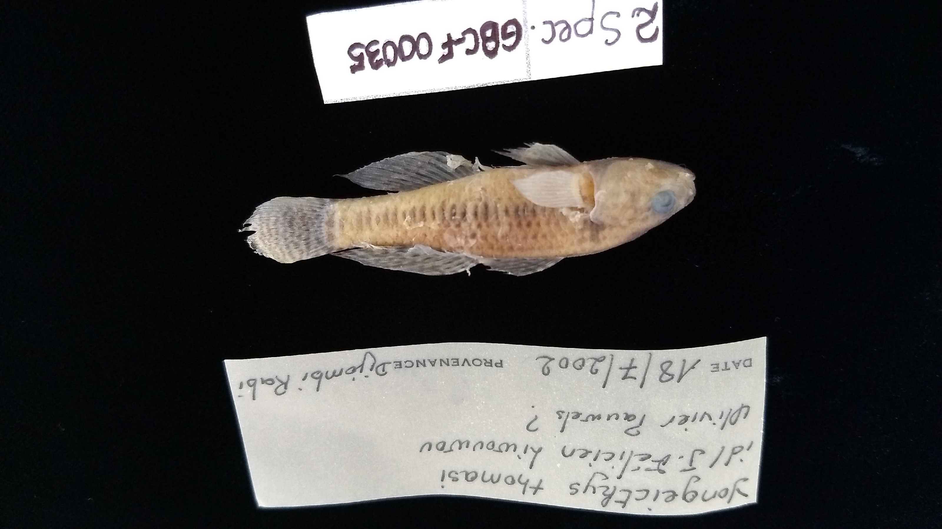 ภาพ ปลาบู่ thomasi (Yongeichthys thomasi)