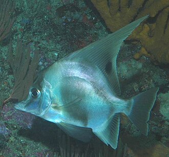 ภาพ ปลา elevatus (Zanclistius elevatus)