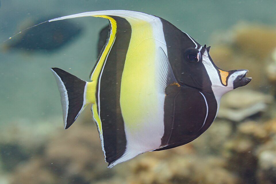 ภาพ ปลาโนรีเกล็ด (มัวริชไอดอล) (Zanclus cornutus)
