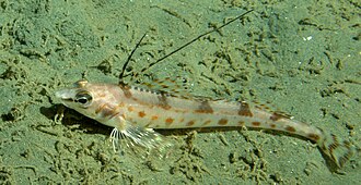 ภาพ ปลา latipinnis (Zaniolepis latipinnis)
