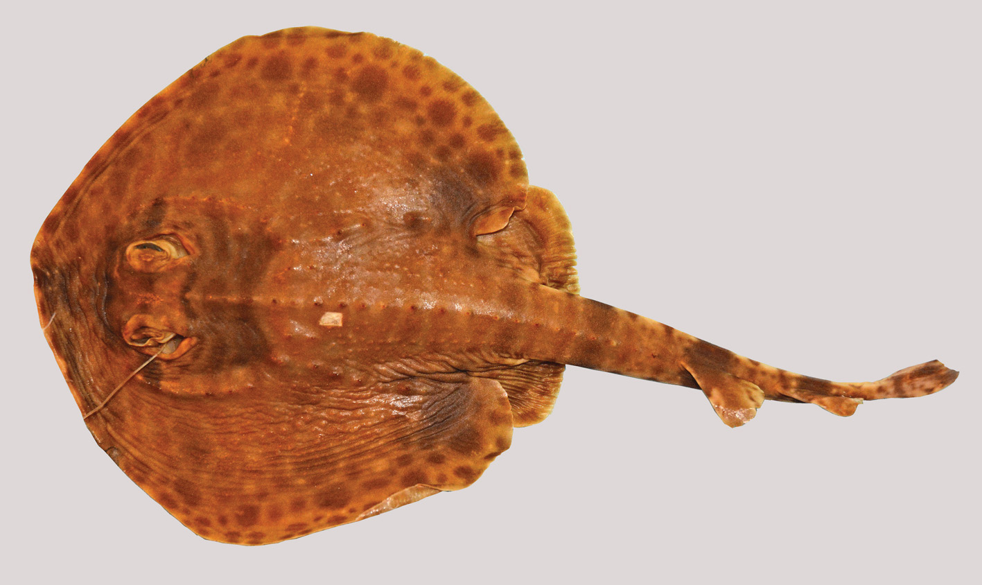 ภาพ ปลา maculatus (Zanobatus maculatus)