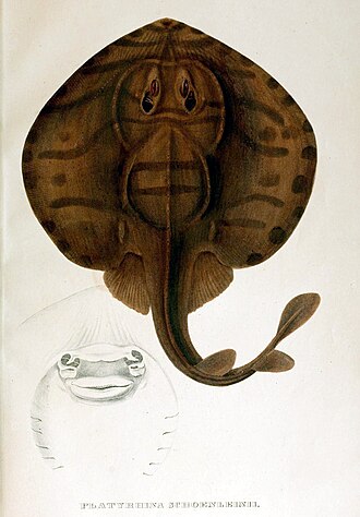 ภาพ ปลา schoenleinii (Zanobatus schoenleinii)