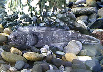 ภาพ ปลา silenus (Zaprora silenus)