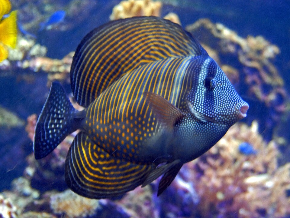 ภาพ ปลาขี้ตังเบ็ดใบเรืออินเดีย (Zebrasoma desjardinii)