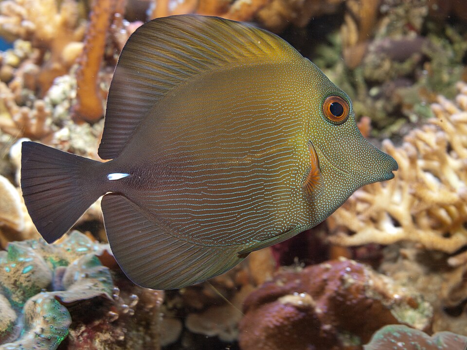 ภาพ ปลาขี้ตังเบ็ดน้ำตาล (Zebrasoma scopas)
