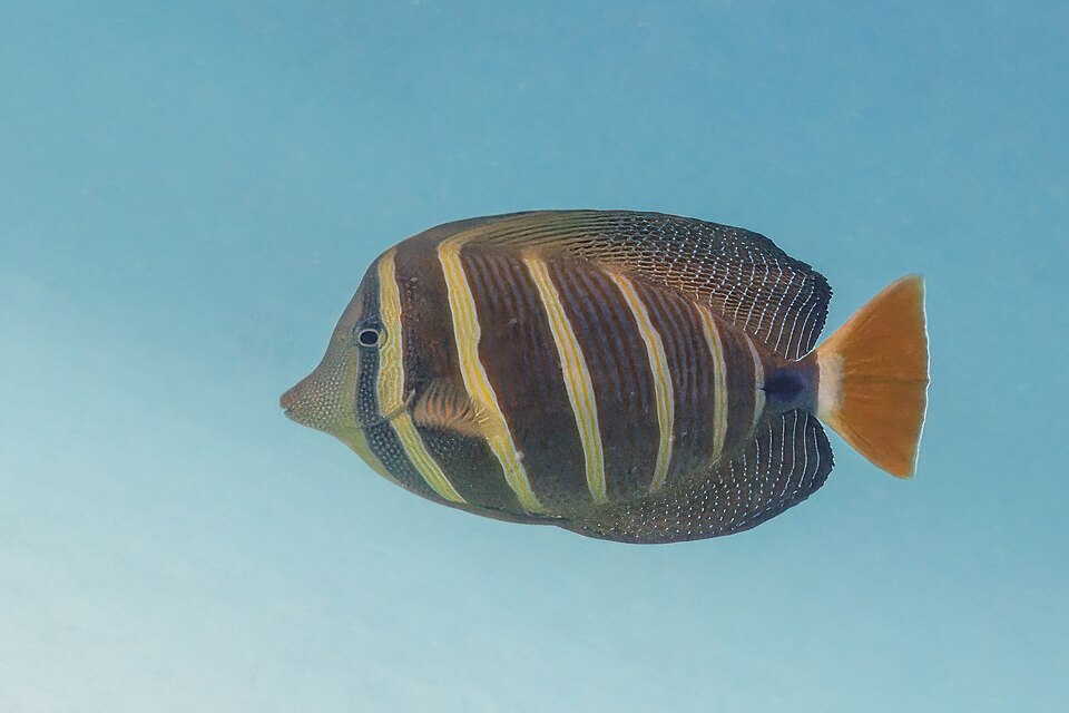 ภาพ ปลาขี้ตังเบ็ดใบเรือ (Zebrasoma veliferum)