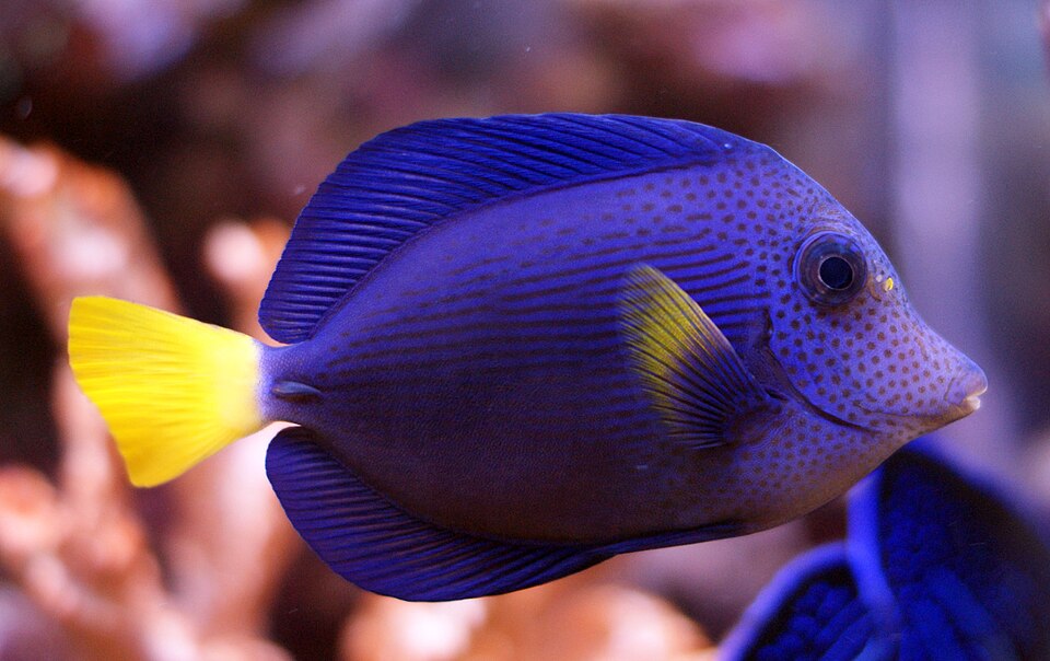 ภาพ ปลาขี้ตังเบ็ดหางเหลือง (Zebrasoma xanthurum)