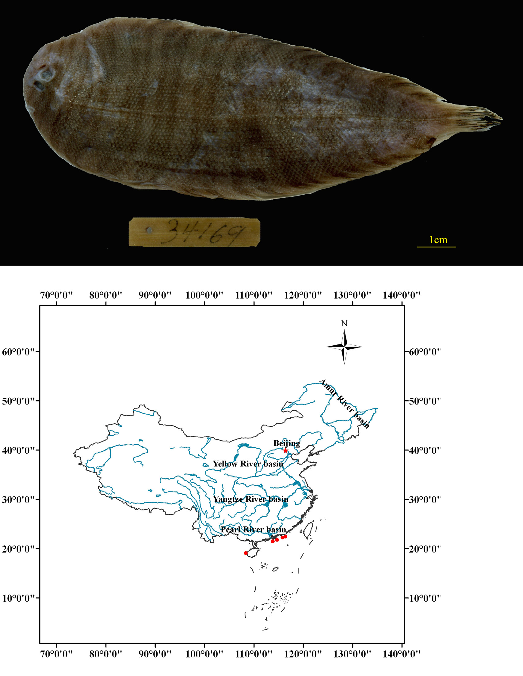 ภาพ ปลา crossolepis (Zebrias crossolepis)