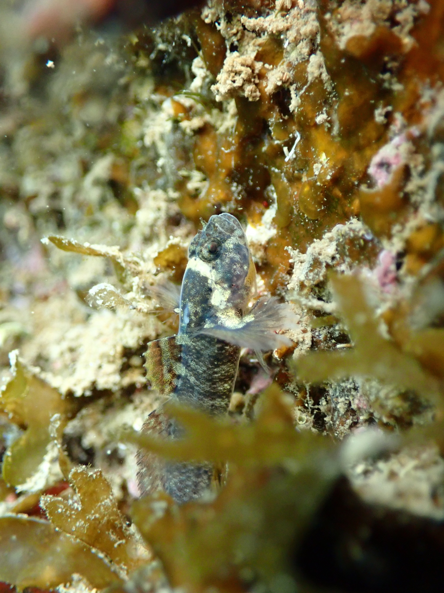 ภาพ ปลาบู่บู่ (Zebrus pallaoroi)
