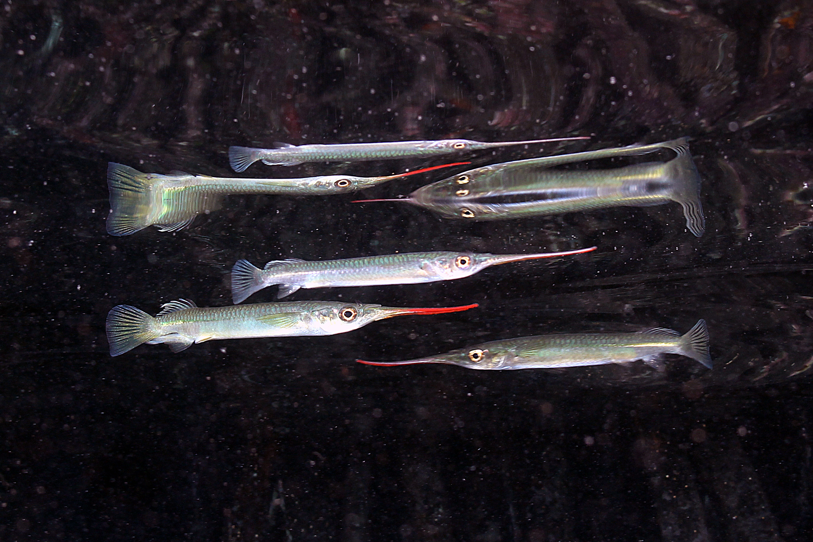 ภาพ ปลา dispar (Zenarchopterus dispar)