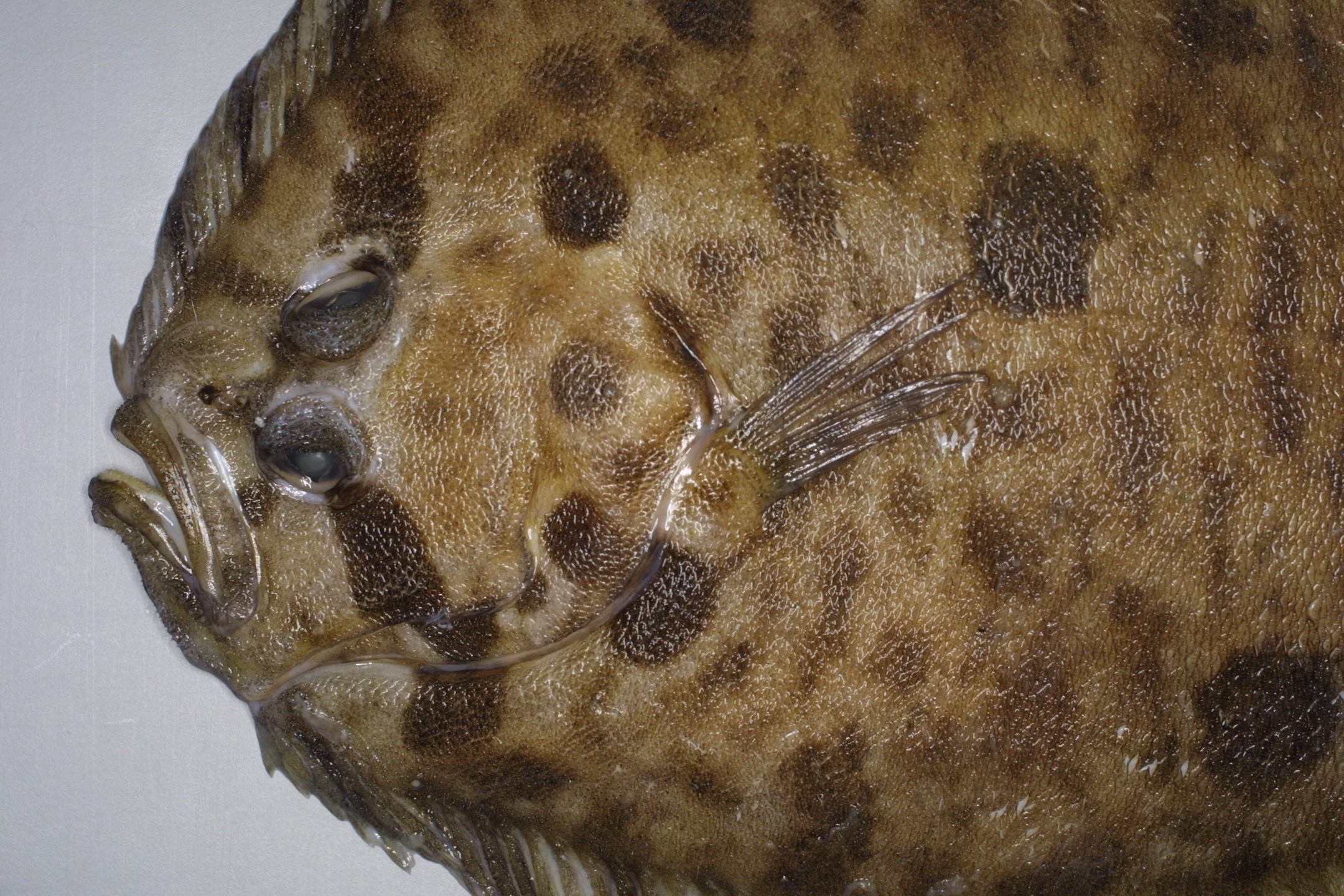 ภาพ ปลา punctatus (Zeugopterus punctatus)