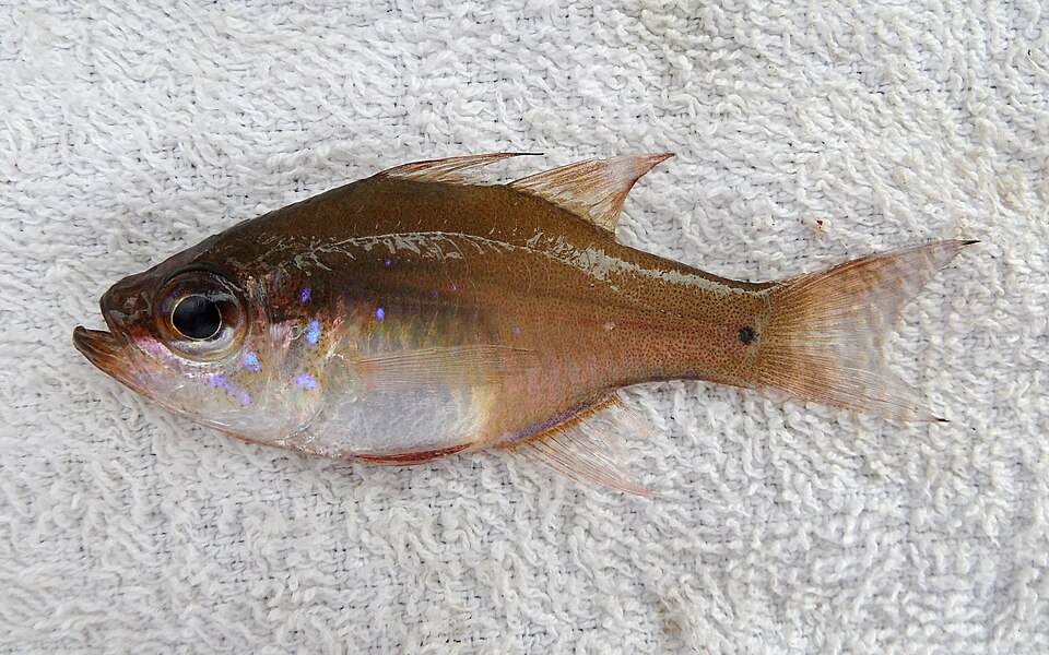 ภาพ ปลาอมไข่ fragilis (Zoramia fragilis)