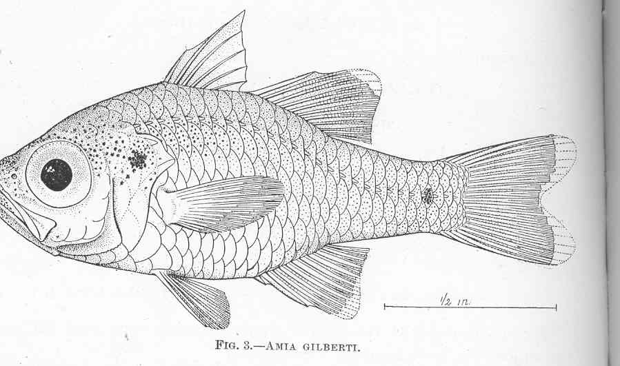 ภาพ ปลาอมไข่ gilberti (Zoramia gilberti)