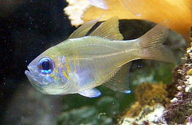 ภาพ ปลาอมไข่ leptacantha (Zoramia leptacantha)