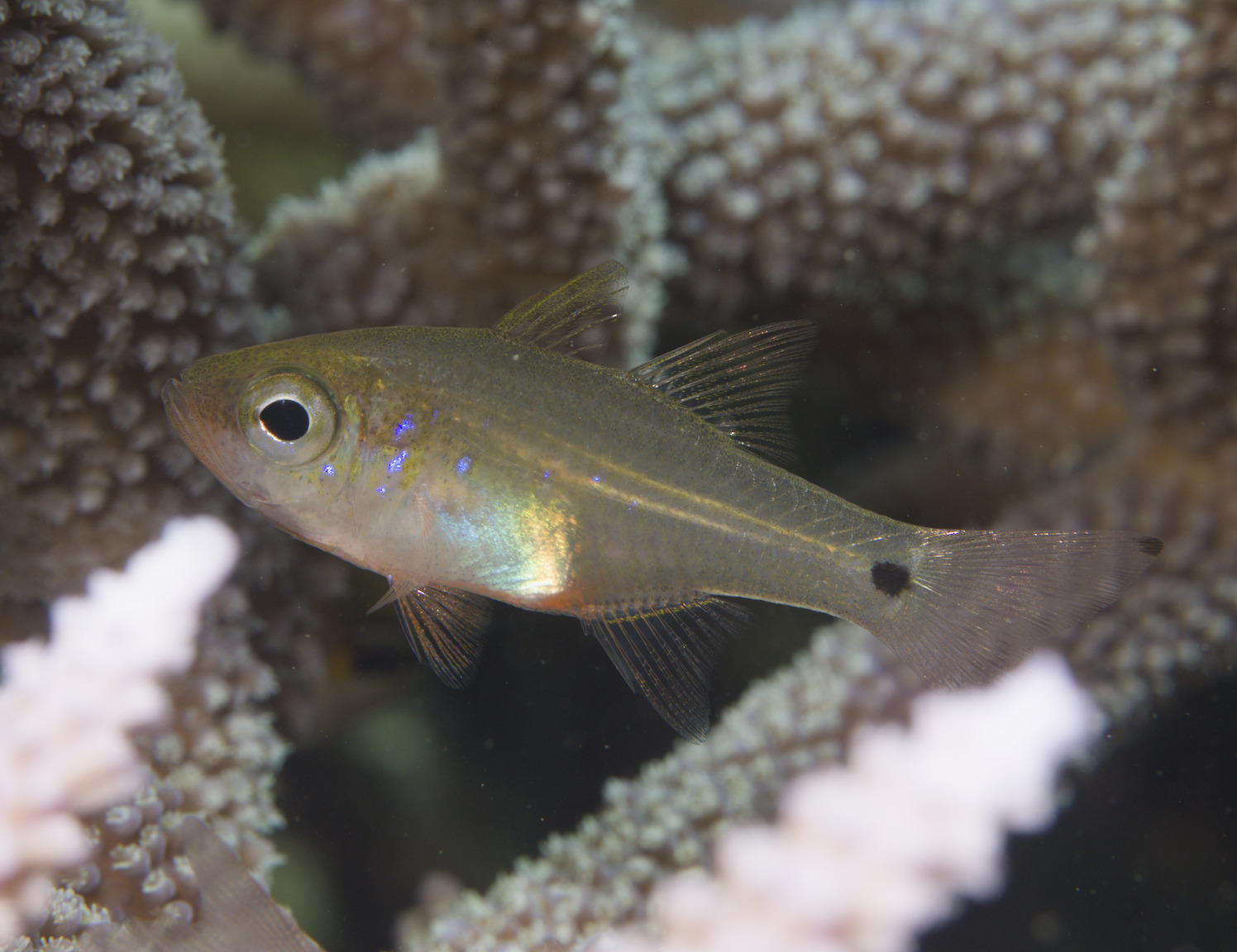 ภาพ ปลาอมไข่ viridiventer (Zoramia viridiventer)