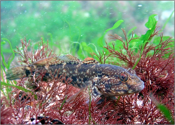 ภาพ ปลาบู่บู่ (Zosterisessor ophiocephalus)